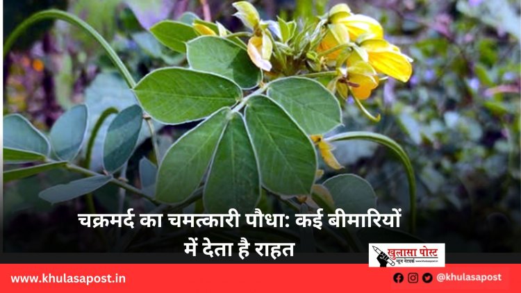 चक्रमर्द का चमत्कारी पौधा: कई बीमारियों में देता है राहत